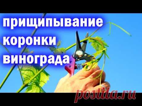 Прищипывание  коронки винограда перед цветением.