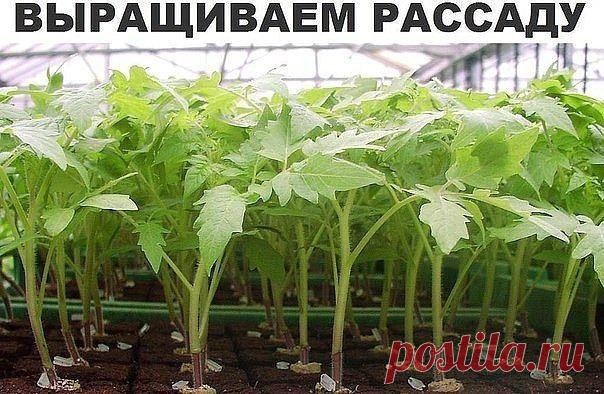 Новый способ выращивания рассады - Моя дача Хочу передать вам оригинальный способ выращивания рассады. Нет ни грязи, ни забот по поливу (по крайней мере первое время). Берете пластмассовую бутылку. Только обязательно прозрачную (не голубую, не...