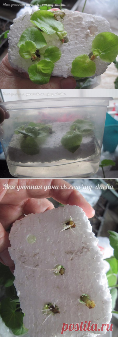 Как я проращиваю черенки