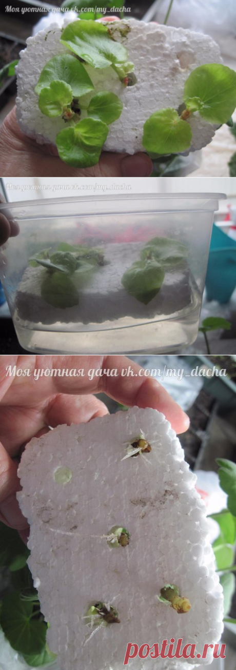 Как я проращиваю черенки