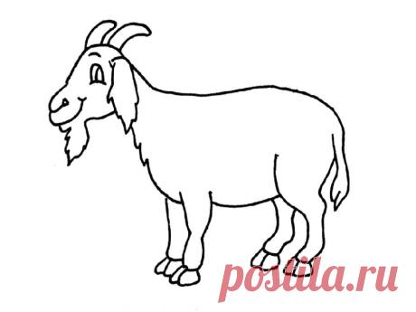 раскраска коза - Поиск в Google