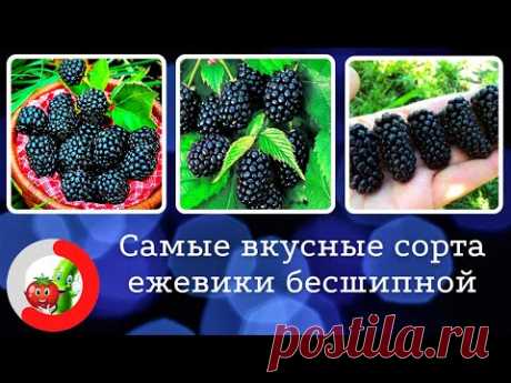 Лучшие сорта ежевики бесшипной. Самая крупная ягода с изысканным вкусом.