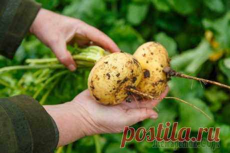 Репа: все о выращивании Растение репа (Brassica rapa) — популярный огородный представитель семейства Крестоцветных. Родиной овоща считается Западная Азия. В культуре это растение известно уже около 4 тысяч лет. Древние греки...
