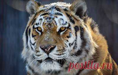 Планета Земля и Человек: Эксперт: отстрел кабанов в Приморье из-за АЧС в Китае может навредить амурским тиграм