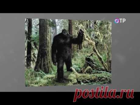 Мистические встречи. При каких обстоятельствах можно встретить снежного человека?