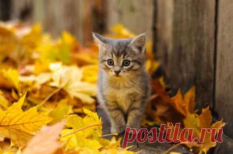 Фотографии кошек, которые достойны восхищения! | Дай лапку