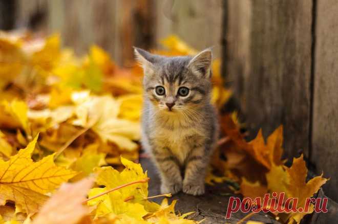 Фотографии кошек, которые достойны восхищения! | Дай лапку
