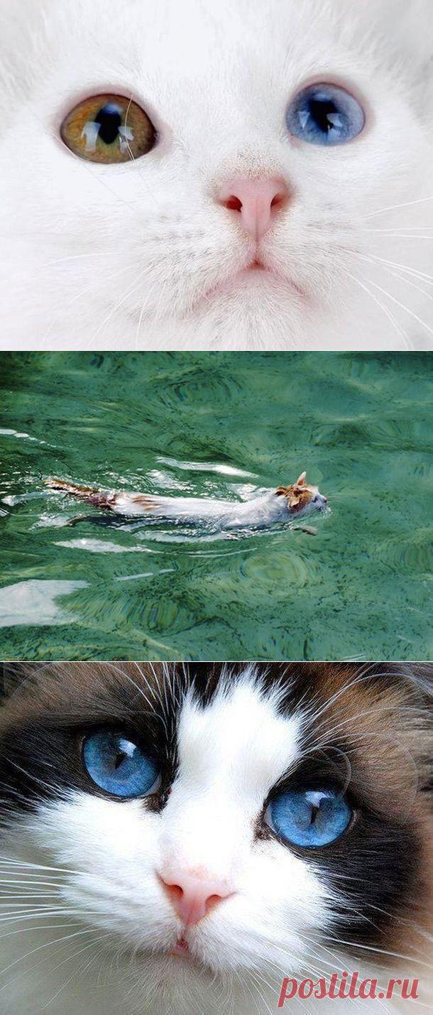 Редкие и очень красивые породы кошек!.