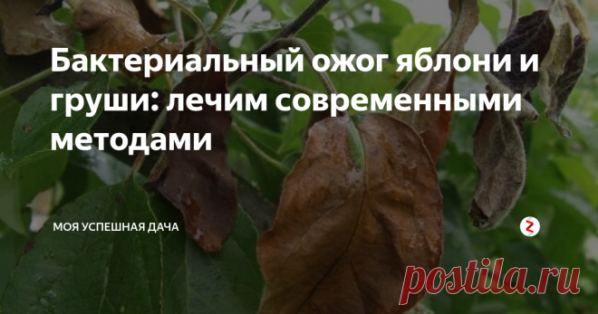 Бактериальный ожог яблони и груши: лечим современными методами Бактериальный ожог - это очень серьезное и опасное вирусное заболевание плодовых деревьев,чаще всего поражающее грушу и яблоню. Реже айву, рябину, иргу, вишню, боярышник и кизильник.
Проявление первых признаков заболевания начинается с почернения, скручивания листьев и усыхания однолетних приростов. Затем сохнут цветы и завязи приобретая коричневый или черный цвет, но с дерева не опадают.
Если на