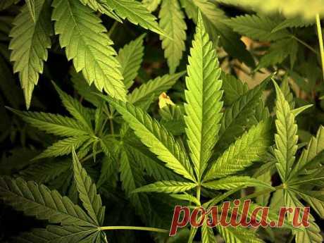 Забытое золото России — конопля | Дачный участок