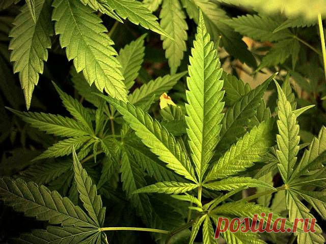 Забытое золото России — конопля | Дачный участок