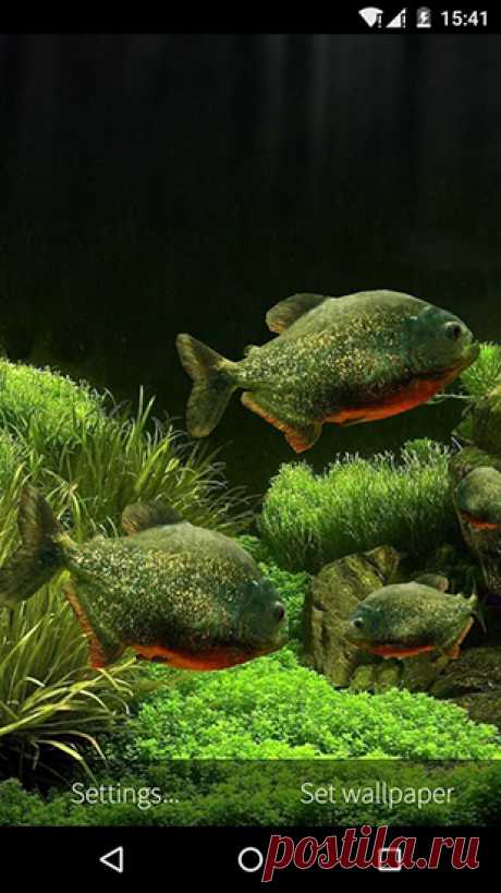 Живые обои для Андроид Fish aquarium 3D (рыбы, аквариум) -  обои для Android