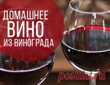 Как самому приготовить вино из винограда: бесценный рецепт | HOCHU.UA