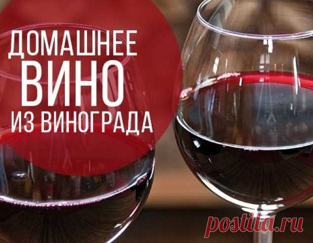 Как самому приготовить вино из винограда: бесценный рецепт | HOCHU.UA