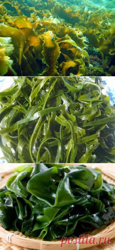 Капуста морская – фантастическая польза