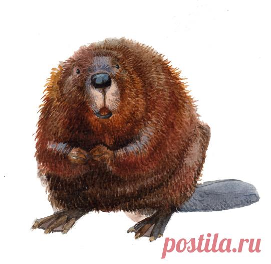 Сообщество иллюстраторов / Иллюстрации / Goncharov / Бобер