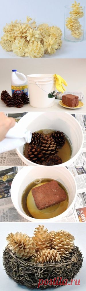 Как отбелить сосновые шишки