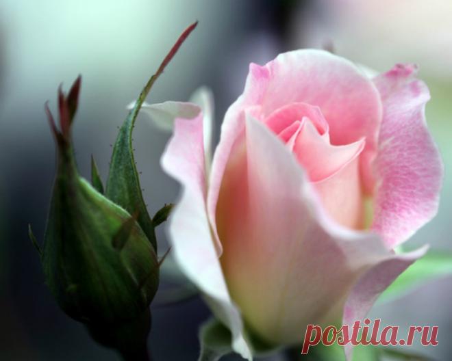 Величественная Роза