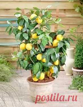Приобрели с мужем вот такие деревца, сначала лимон, сомневались конечно что что-то вырастет. Но когда увидели лимончики на нашем любимом деревце были просто в восторге!!! И лимончики такие ароматные! Следом и мини-вишню приобрели. Теперь у нас на окне небольшой садик. Муж даже сам стал за ними ухаживать (до этого ни один цветочек у меня не поливал)
