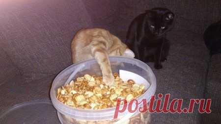 Наглость - второе счастье / Питомцы