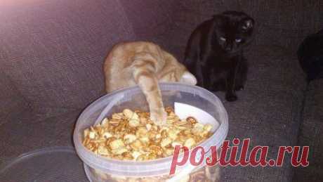 Наглость - второе счастье / Питомцы