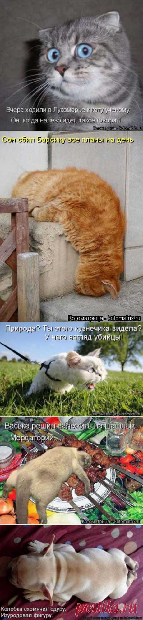 Наши кошки ( котоматрица) | Обхохочешься