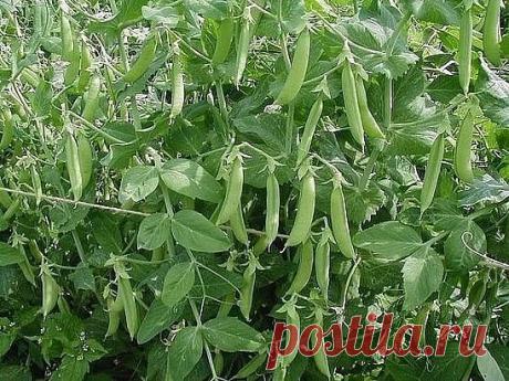 Выращивание гороха — урожай бoльше в 4 раза.
=========================================

Чтобы вырастить большее количество гороха (урожай может увеличиться до 4 раз), а так же растянуть период плодоношения, макушку прищипывают, после чего горох пускает несколько боковых побегов.
Прищипку можно проводить в любой момент, даже когда растения еще совсем маленькие, однако лучше это делать утром солнечного дня, чтобы ранка успела подсохнуть и растение не заболело. Боковые побеги...