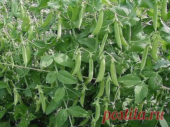 Выращивание гороха — урожай бoльше в 4 раза.
=========================================

Чтобы вырастить большее количество гороха (урожай может увеличиться до 4 раз), а так же растянуть период плодоношения, макушку прищипывают, после чего горох пускает несколько боковых побегов.
Прищипку можно проводить в любой момент, даже когда растения еще совсем маленькие, однако лучше это делать утром солнечного дня, чтобы ранка успела подсохнуть и растение не заболело. Боковые побеги...