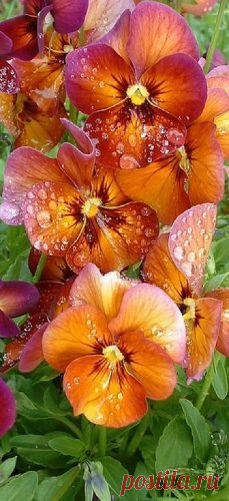 flowersgardenlove:
“Pansies Beautiful gorgeous pretty flowers
”