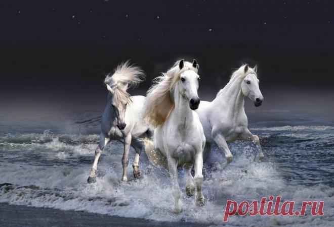 Лошадь - природы созданье чудесное...