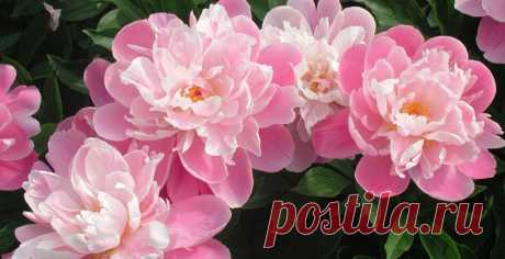 Как правильно ухаживать за пионами