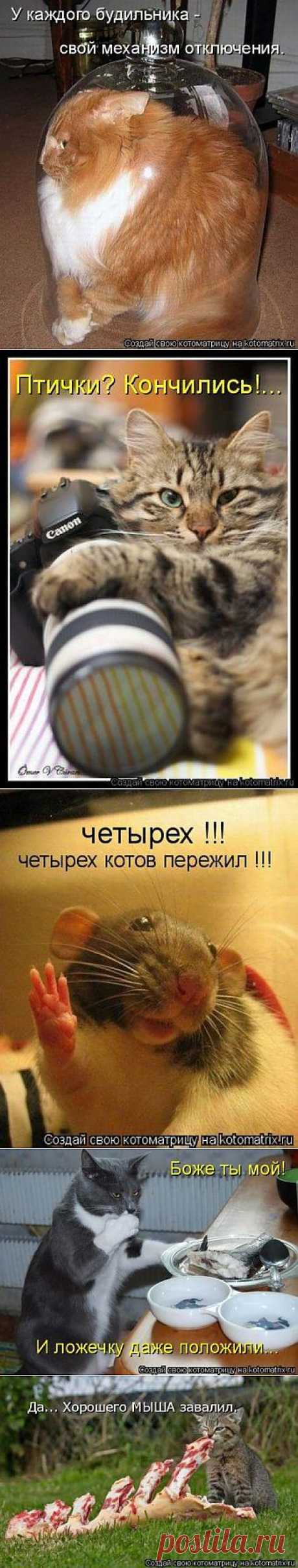 Самая прикольная котоматрица недели / Питомцы