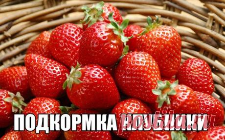 Мы собрали лучшие советы для суперурожая 2017