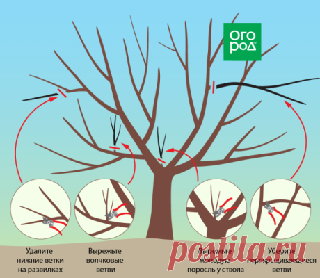 Обрезка вишни и черешни осенью – советы для начинающих в картинках | Вишня, черешня (Огород.ru)