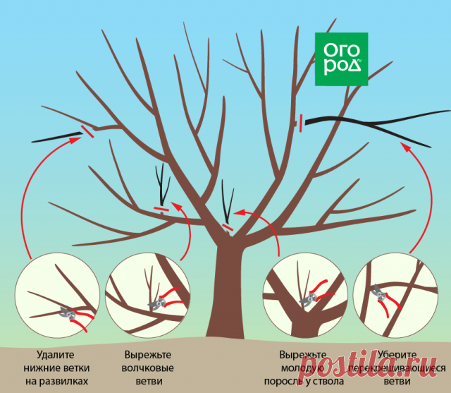 Обрезка вишни и черешни осенью – советы для начинающих в картинках | Вишня, черешня (Огород.ru)