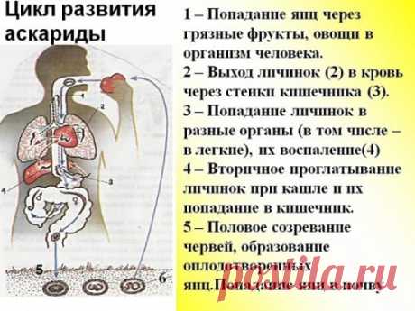 Как человек может заразиться аскаридозом, как передаются аскариды от человека к человеку
