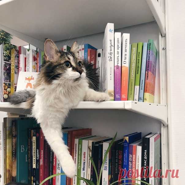 Этот год принес нас десятки новых книг, тысячи читателей и один сюрприз, который мы уж точно не ждали. Теперь у МИФа есть кот. ⠀ Мусяо (так мы ее назвали) была маленьким бездомным котенком, а теперь она живет в нашем офисе, участвует в отборе книг, важных встречах и контролирует всю бумажную работу. Важный и ценный сотрудник! ⠀ Желаем вам в 2020 году неожиданных и приятных находок. Пусть это будут оригинальные идеи, полезные книги, интересные места, талантливые люди или новые пушистые друзья.…