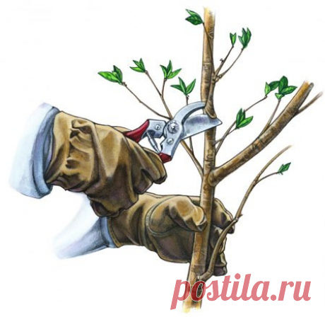 Весенняя обрезка деревьев.
Наступила весна, а значит пришло время начинать работу в саду. Деревья всю зиму находились в экстремальных условиях, поэтому стоит позаботиться о них в первую очередь. От этого будет зависеть будущий урожай. Вообще, обрезка деревьев представляет собой важный процесс, требующий хорошего знания всех нюансов.
Показать полностью…