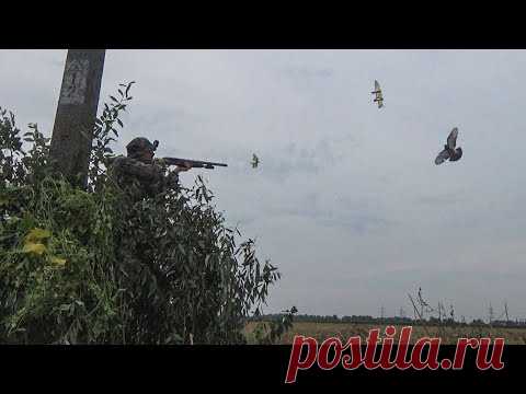 ОТКРЫТИЕ ОХОТЫ НА ГОЛУБЯ! Вяхири садились на голову