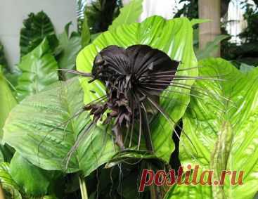 Самые жуткие растения планеты