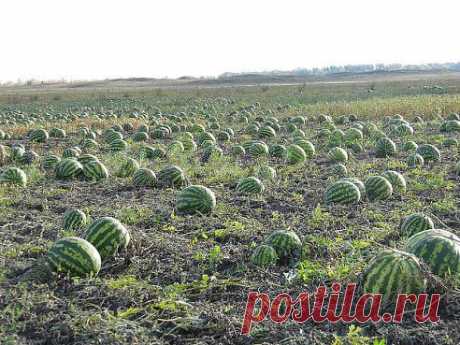 А вы любите арбузы?
2 059
да
36
нет
•••в продолжении фото
