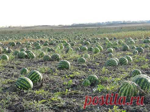 А вы любите арбузы?
2 059

да
36

нет

•••в продолжении фото