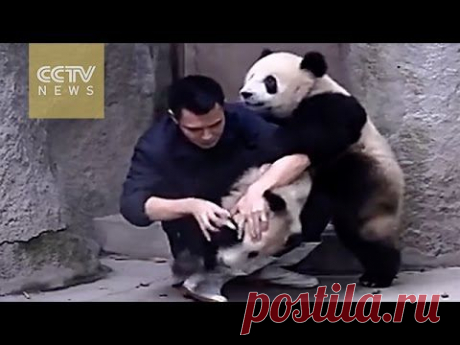 Панды изо всех сил сопротивляются приему лекарства))))))