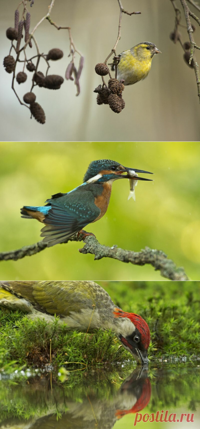 Удивительная птица - зимородок