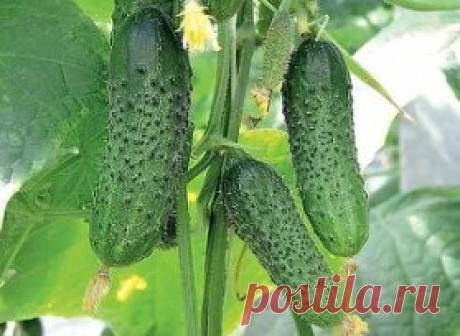 О чем говорят огурцы 
 
Чтобы всегда собирать ровные и красивые зеленцы, неплохо бы научиться понимать простой и доходчивый язык огуречных растений. Я изучил знаки, которые они подают, когда им чего-нибудь не хватает. Вот мои выводы. 
 
Если огурцы растут сочными и ровными, значит, им комфортно, все их устраивает. 
 
Кривой и кособокий плод «упрекает» в том, что вы пропустили срок полива. Если не можете поить лианы регулярно, положите с обеих сторон гряды полосы болотного мха-сфагнума шириной по