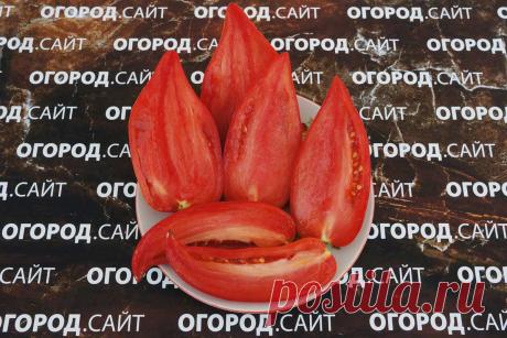 Томат Корейский длинноплодный, семена | ОГОРОД.сайт