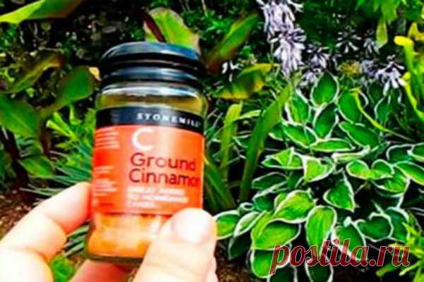 Многие люди верят, что корица используется только для кулинарии, но я делаю с ней волшебство ... - Упражнения и похудение Вы будете удивлены! Корица приносит невероятную выгоду не только для вашего тела, но и для вашего сада. Да, это так. Корица поможет вам позаботиться о ваших растениях и защитить их от всего, что может нанести им ущерб, без использования искусственных продуктов. Этот натуральный ингредиент поможет вам иметь ухоженный сад, свободный от всех вещей, которые могут …