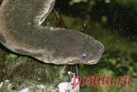 10 самых необычных змей в мире В мире существует около 3000 видов змей. Появившись в эпоху динозавров, они адаптировались к различным условиям жизни, эволюционировали и приобрели часть очень необычную внешность. Яванская бородавчат...