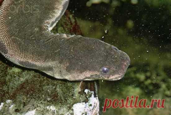 10 самых необычных змей в мире В мире существует около 3000 видов змей. Появившись в эпоху динозавров, они адаптировались к различным условиям жизни, эволюционировали и приобрели часть очень необычную внешность. Яванская бородавчат...