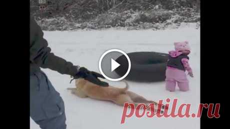 Dog Slides Across the Snow